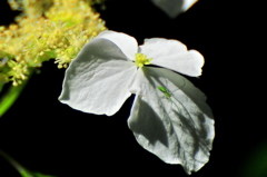 山紫陽花