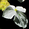山紫陽花