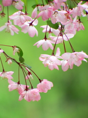 花海棠　ハナカイドウ