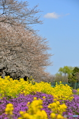 桜