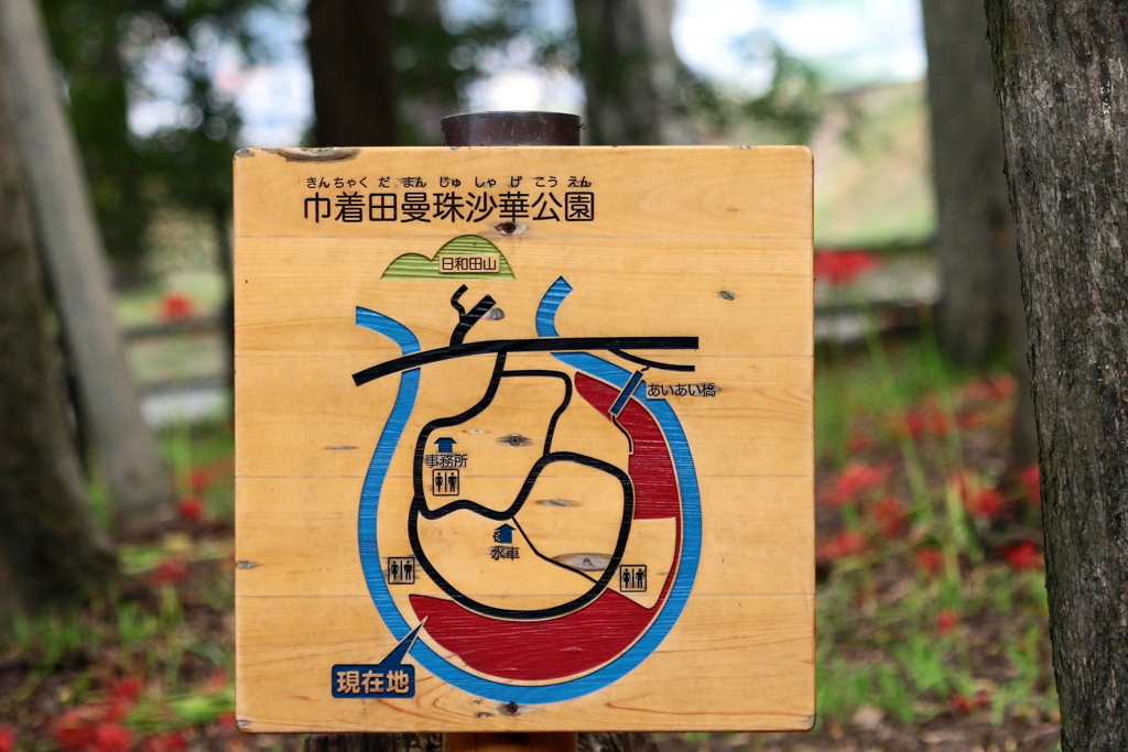 巾着田