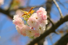 ♡桜　　一葉