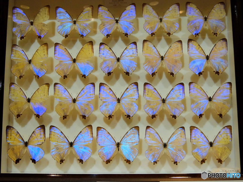 Morpho sulkwskii　スルコウスキー