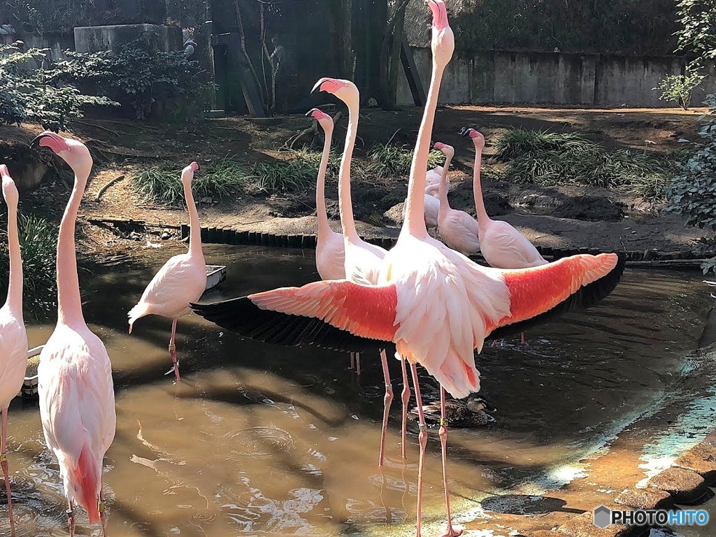 Flamingo④