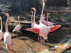 Flamingo④
