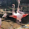 Flamingo④