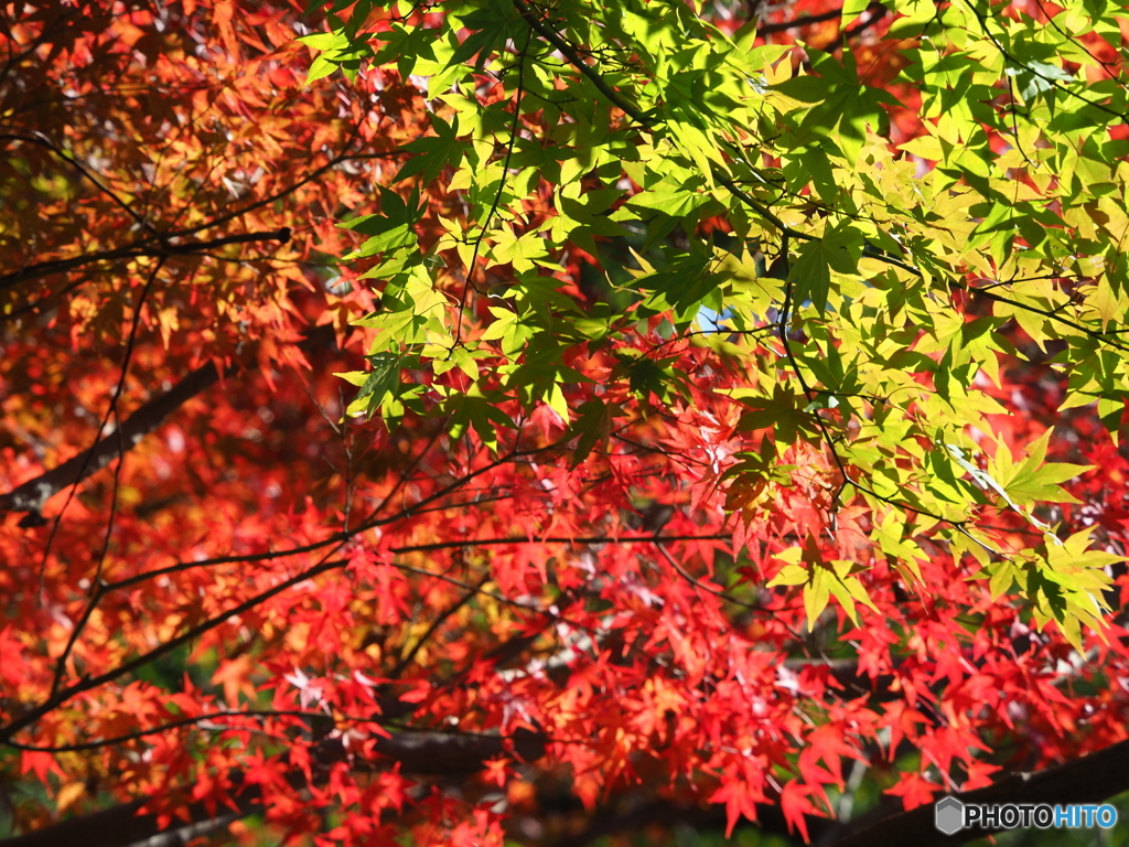 紅葉③