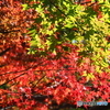 紅葉③