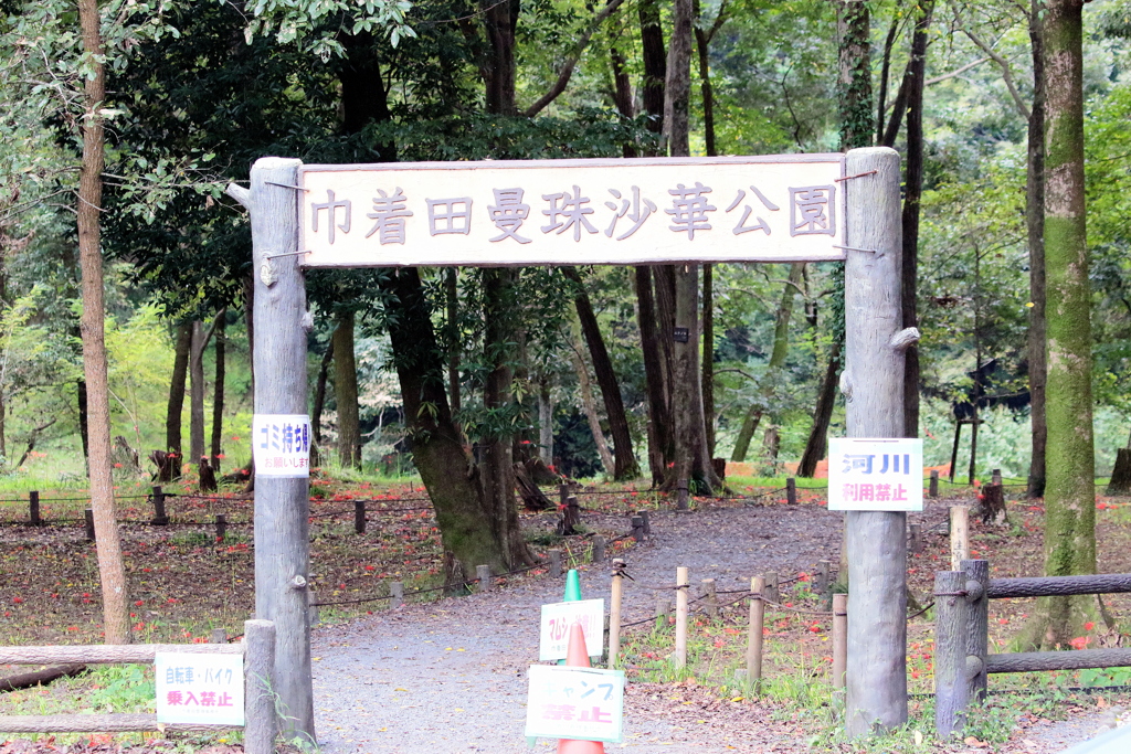 巾着田曼珠沙華公園