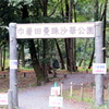 巾着田曼珠沙華公園