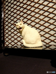 猫③