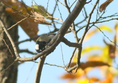 ″すりすり”　シジュウカラ