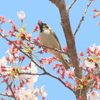 桜雀　②