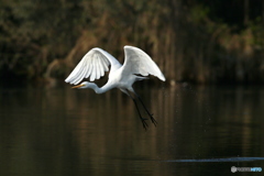 IMG_1861Dai