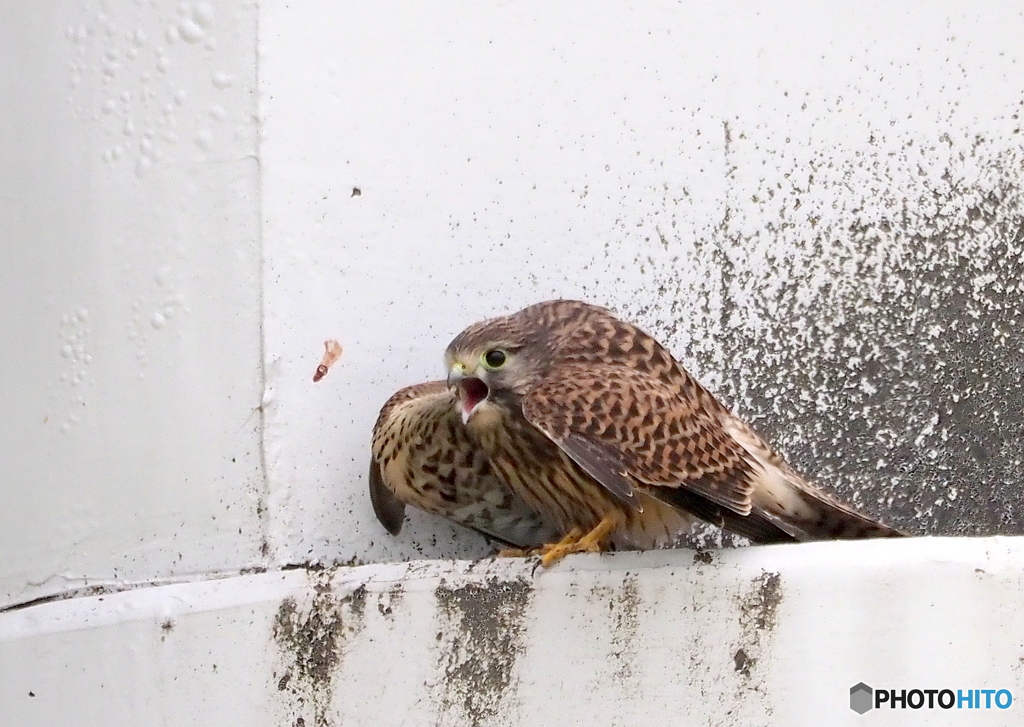 チョウゲンボウ幼鳥④