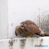 チョウゲンボウ幼鳥④