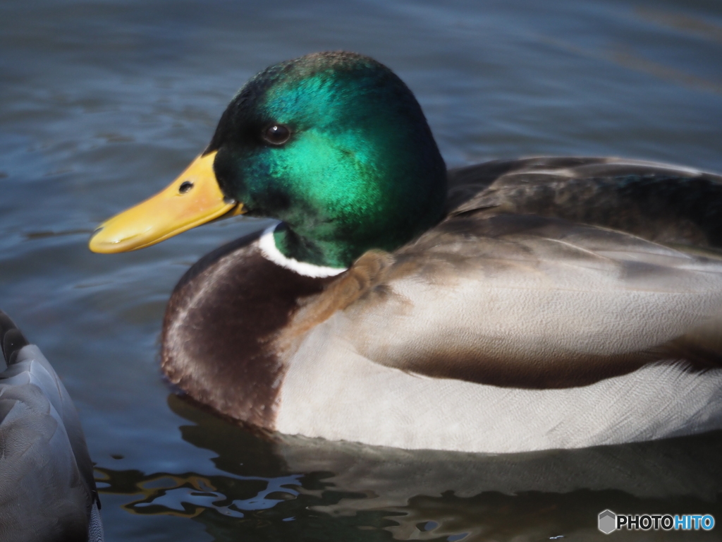 エメラルドグリーン