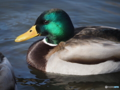 エメラルドグリーン