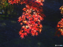 紅葉