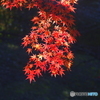 紅葉①
