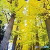 太田黒公園②