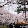 花見１