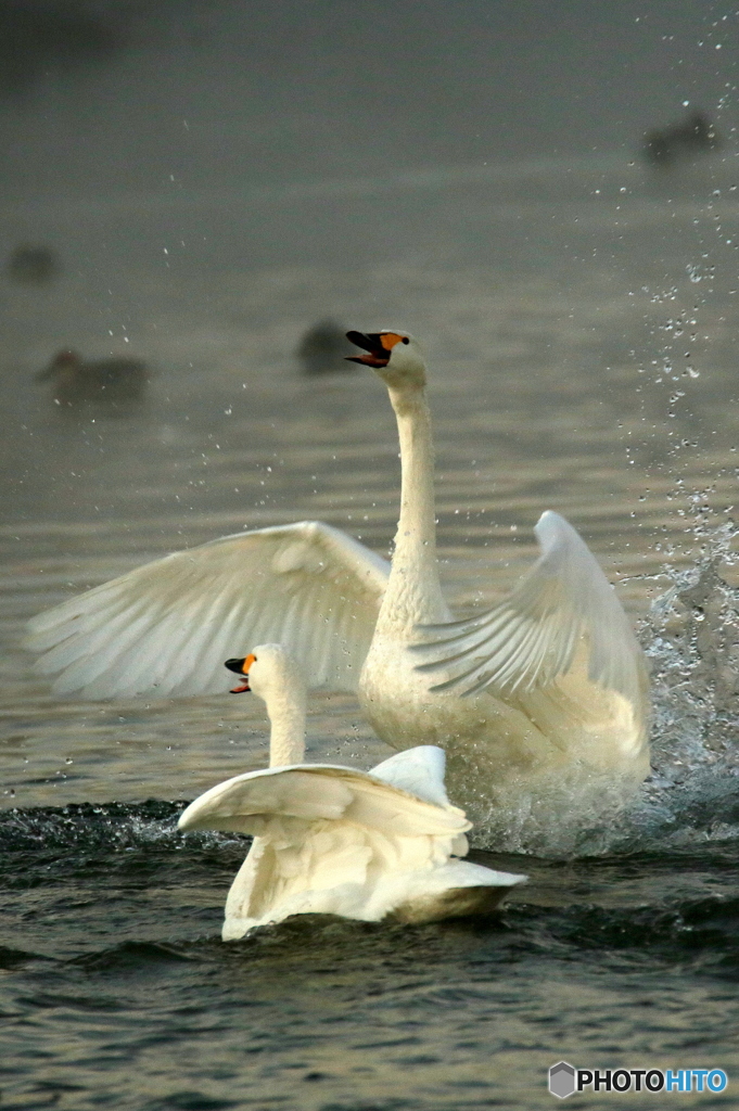 Swan Lake　１