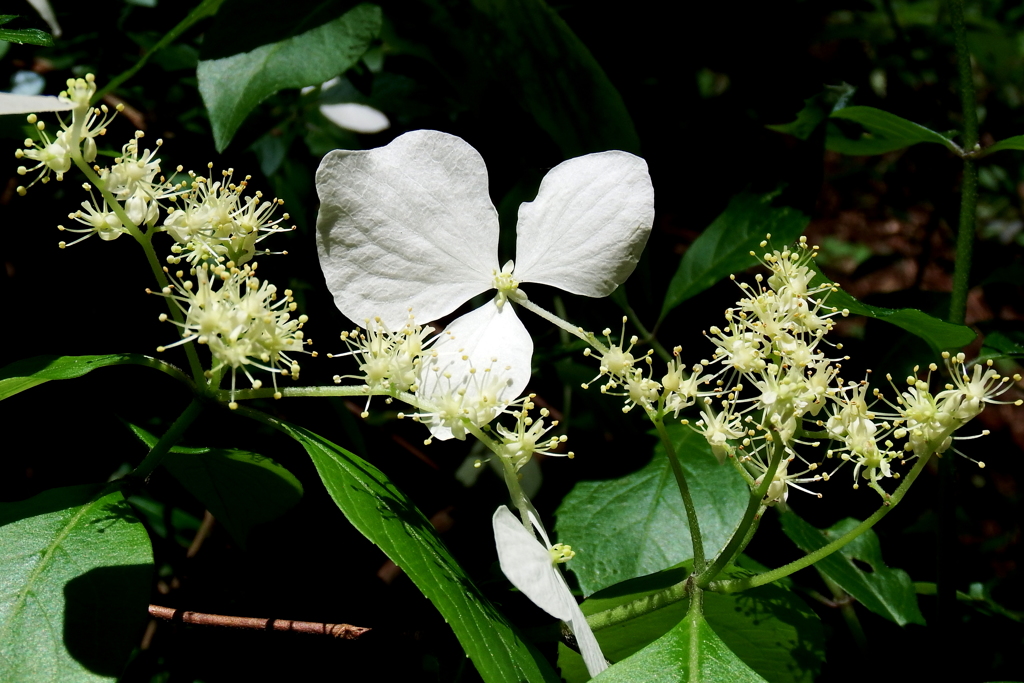 紫陽花　01