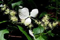 紫陽花　01