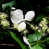 紫陽花　01