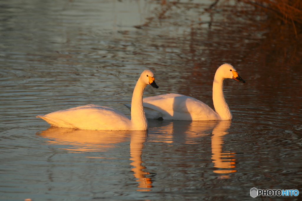 Swan Lake　２