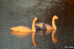 Swan Lake　２