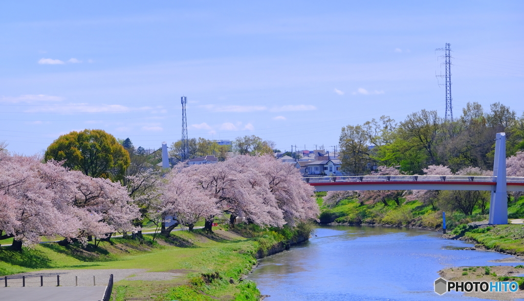 河川のサクラ