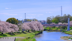 河川のサクラ