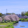 河川のサクラ