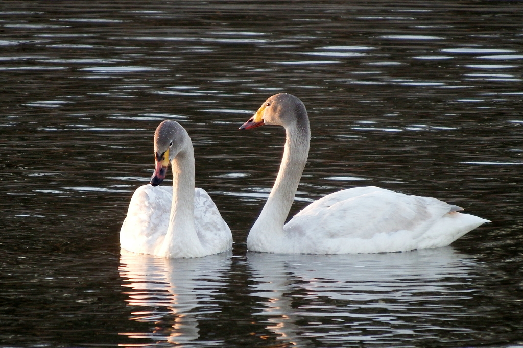 Love04 Memorial Day 2.2  LoveSwan