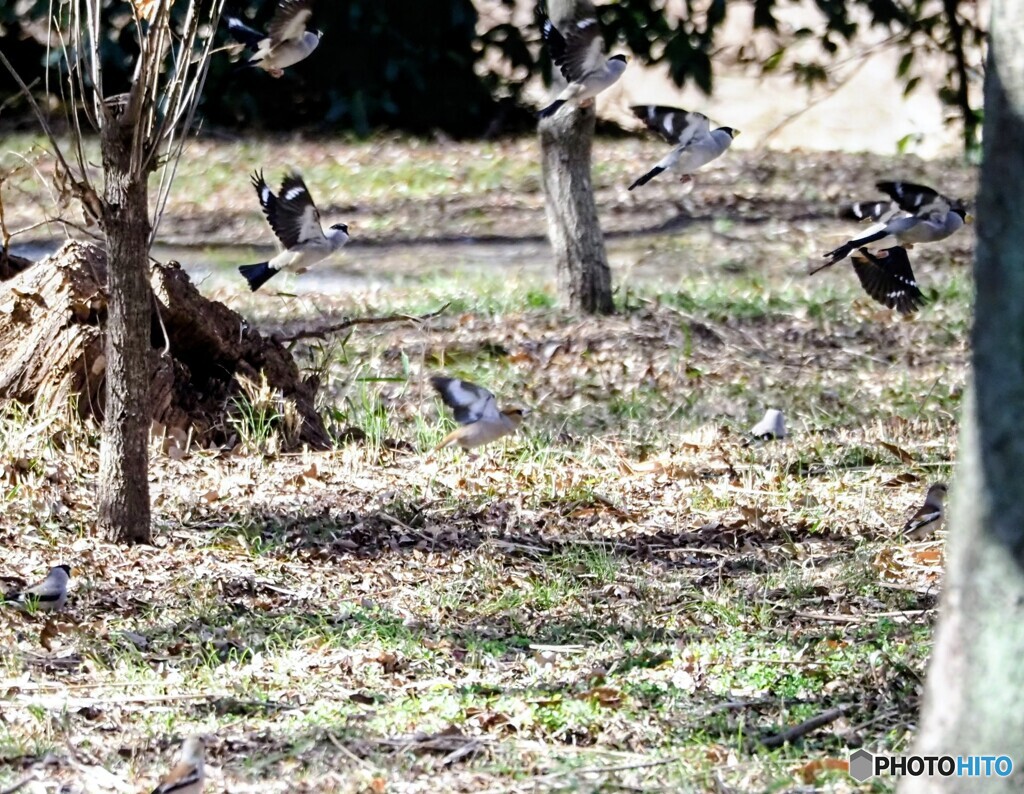 イカル飛び出し