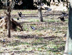 イカル飛び出し