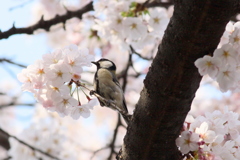 Sijyuu01
