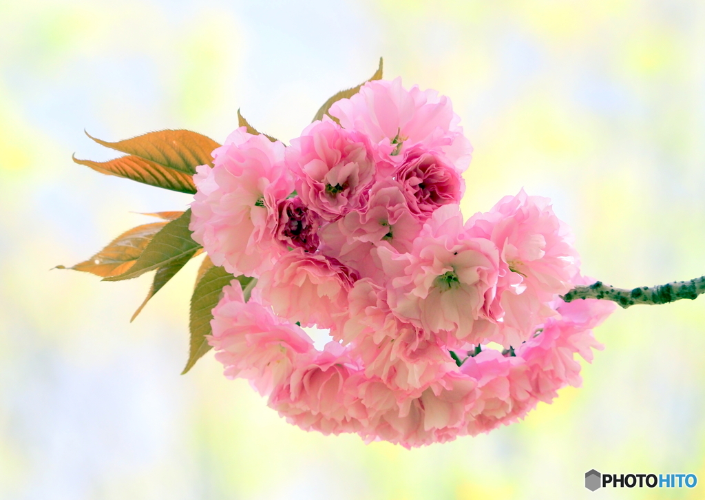 八重桜