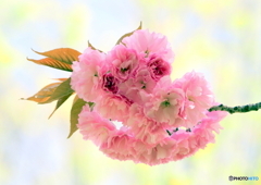 八重桜