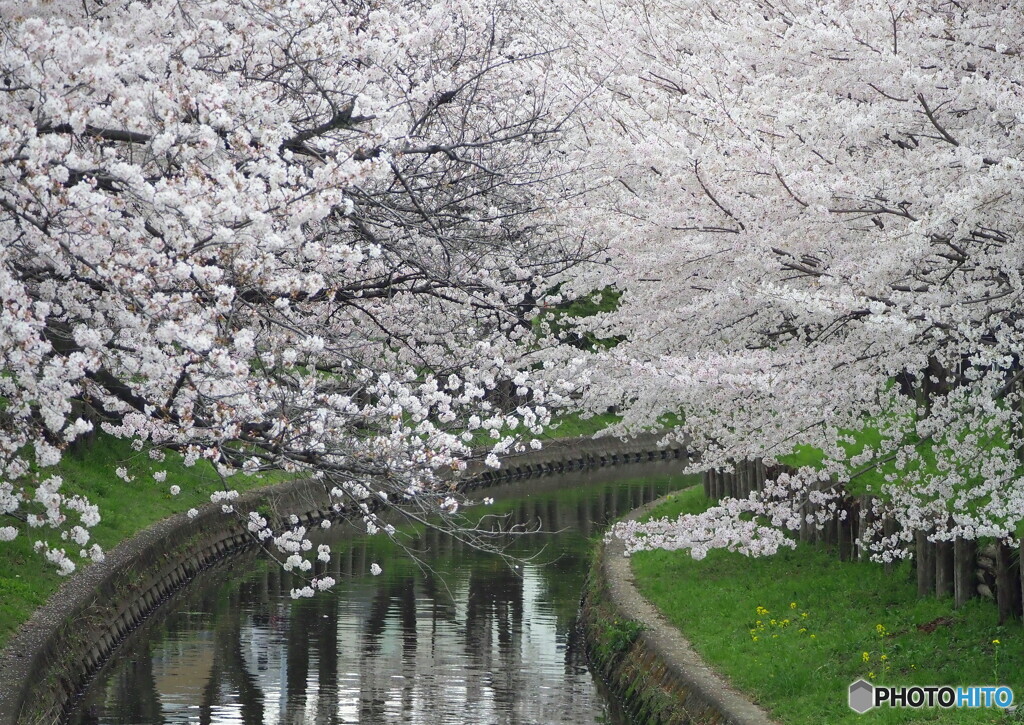 花見　⑧