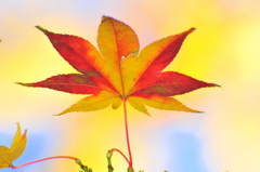 紅葉