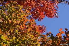 散歩道の紅葉③