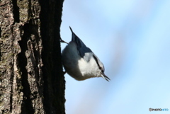 ゴジュウカラ１