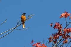 ジョウビタキと紅葉