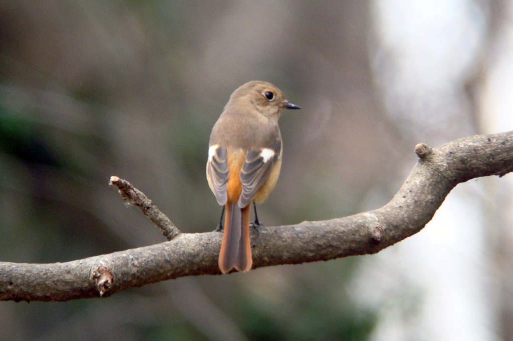 DSC07820Jyo