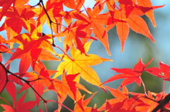 紅葉