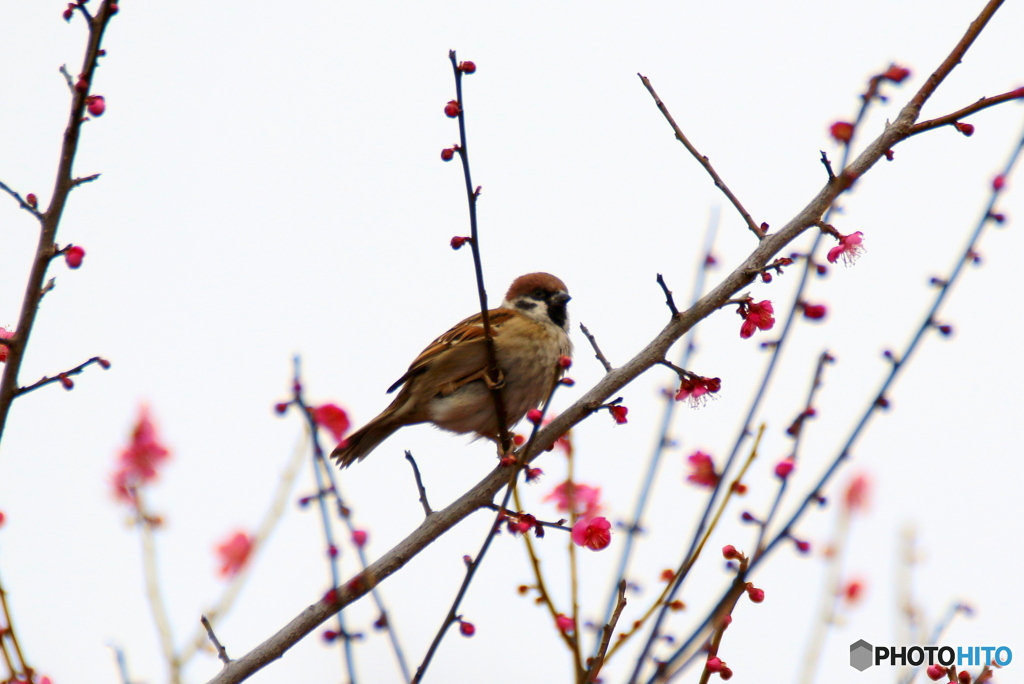 ウメすず