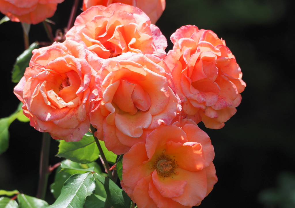 薔薇